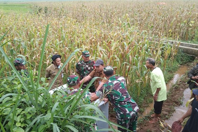 Meninjau Pompanisasi Pada Lahan Pertanian