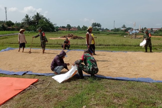 Babinsa Koramil Bawang Bantu Tingkatkan Kualitas Gabah Petani