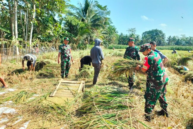 Babinsa Koramil Rakit Dampingi Petani dalam Panen Padi