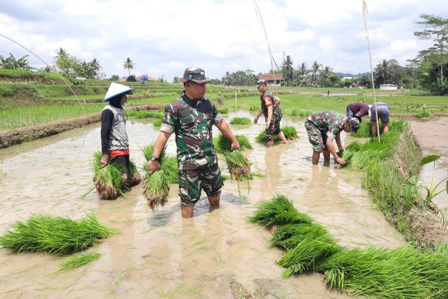 Gotong Royong “Ndaut” Kolaborasi Koramil dan Poktan Sukseskan Persiapan Tanam