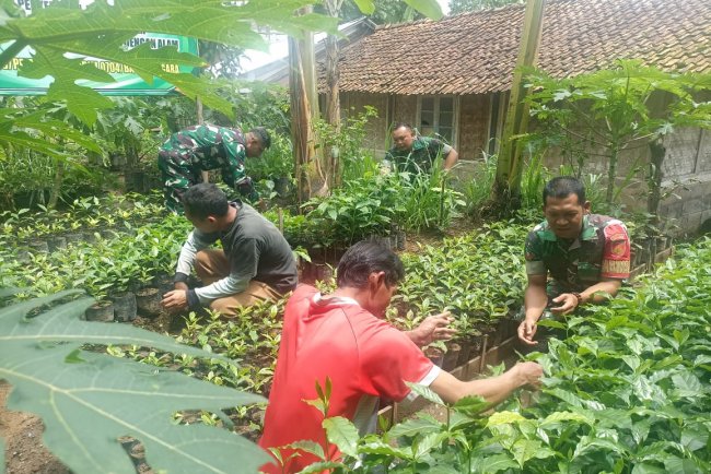 Babinsa Koramil Pejawaran Lakukan Penyemaian Bibit Kopi untuk Kelestarian Alam