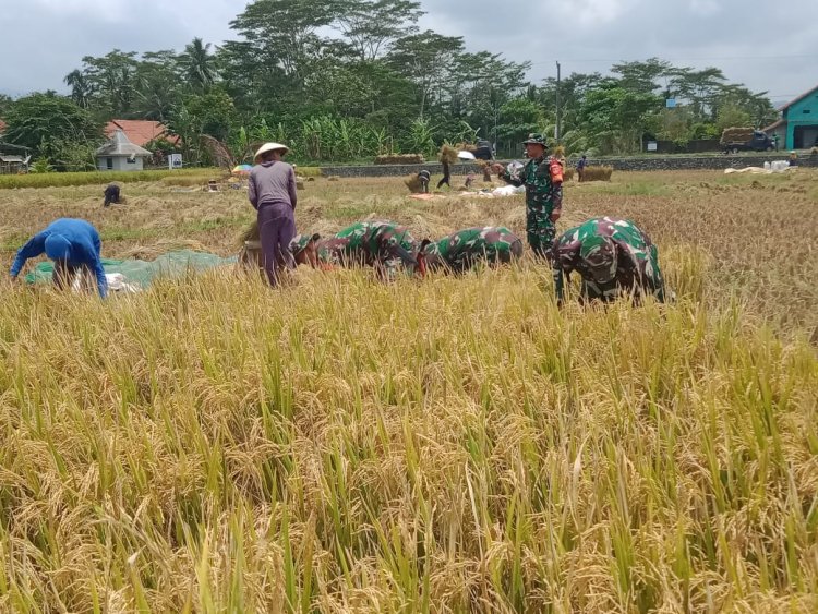 Pgs Danramil dan Babinsa Dampingi Panen Padi di Kecamatan Pagentan