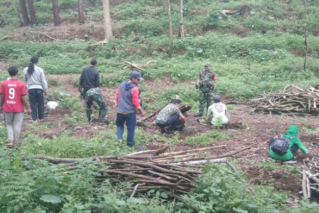 Danramil 06 Kalibening Dukung Penanaman Kopi Arabika Komastri Bersama Petani