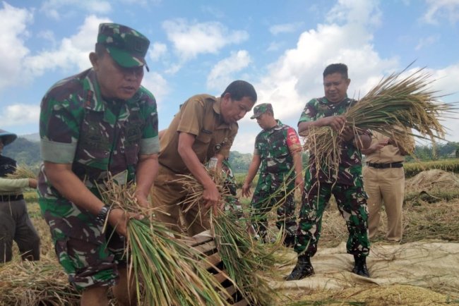 Danramil 09 Susukan dan Pengelola BPP Cek Panen Padi di Desa Brengkok