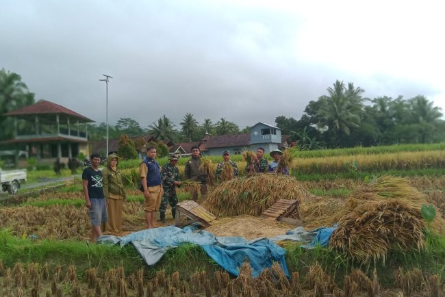 Babinsa Koramil 13 Banjarmangu Bantu Panen Padi Dukung Ketahanan Pangan