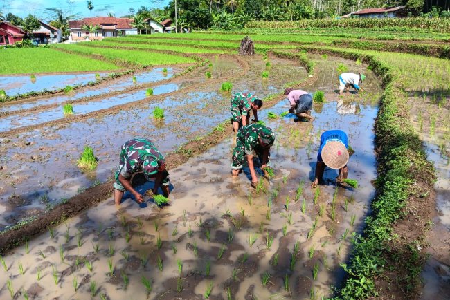 Danramil 18 Pagentan Bersama Babinsa dan Kelompok Tani Sida Maju Dukung Ketahanan Pangan