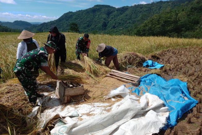 Danramil beserta anggota Melaksanakan Panen Raya Padi