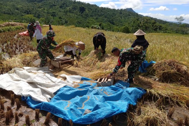 Danramil beserta anggota Melaksanakan Panen Raya Padi
