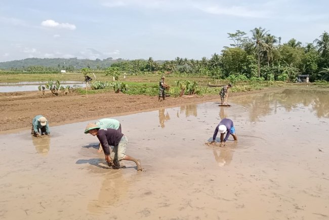 Danramil Purwanegara Dampingi Petani Olah Lahan Sawah