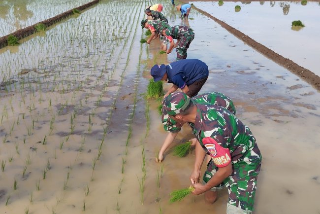 Babinsa Tanam Padi Bersama Kelompok Tani Serayu