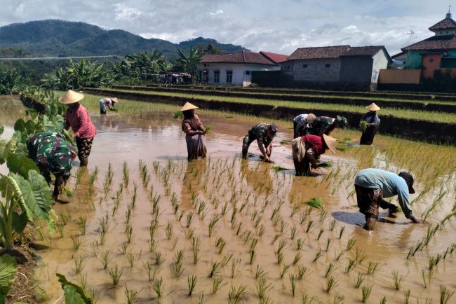 Danramil Dan Babinsa Membantu Warga Binaan Menanam Padi
