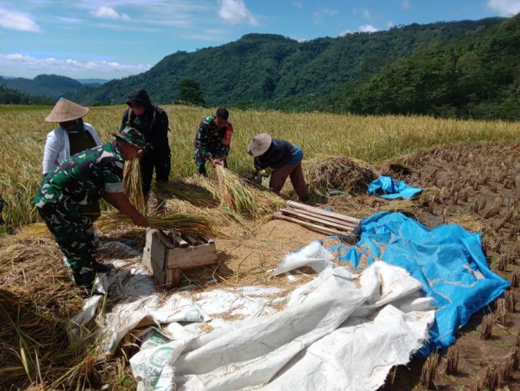 Danramil beserta anggota Melaksanakan Panen Raya Padi