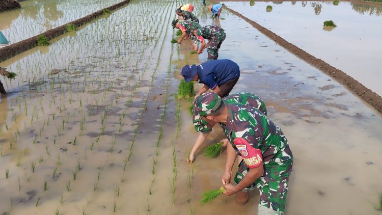 Babinsa Tanam Padi Bersama Kelompok Tani Serayu
