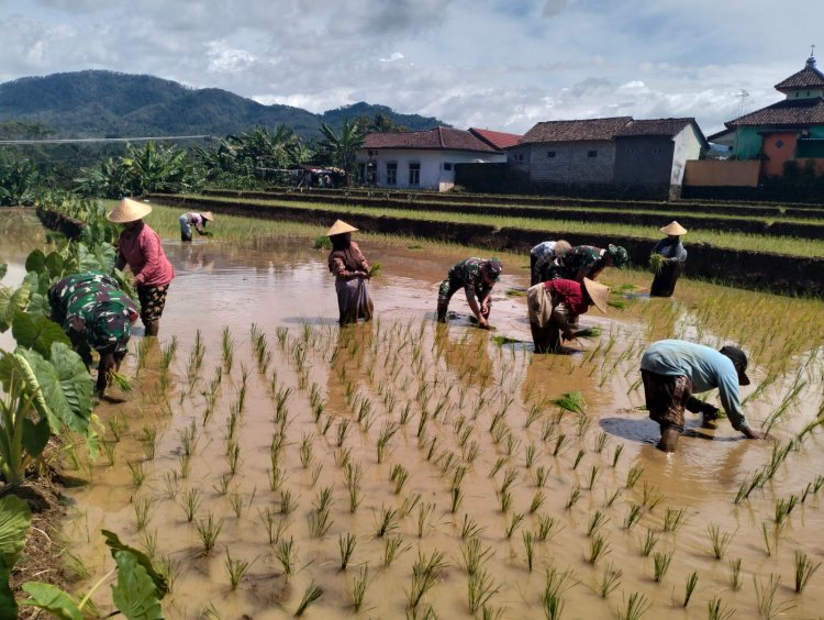 Danramil Dan Babinsa Membantu Warga Binaan Menanam Padi