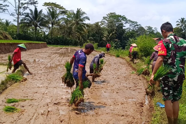 Danramil 17 Wanayasa Bantu Dhaut Bibit Padi