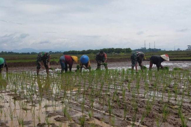 Babinsa Dampingi Petani di Desa Kebanaran untuk Sukseskan Swasembada Pangan