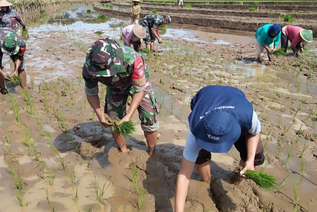 Babinsa Bersama Kelompok Tani Sido Makmur Tanam Padi Demi Wujudkan Swasembada Pangan