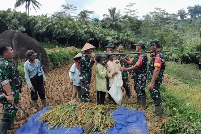 Babinsa Koramil 04/Karangkobar Bersama Ppl Dan Poktan Kegiatan Ubinan