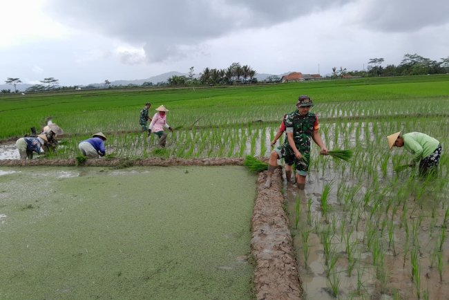 Tingkatkan Ketahanan Pangan, Babinsa Bantu Petani Tanam Padi