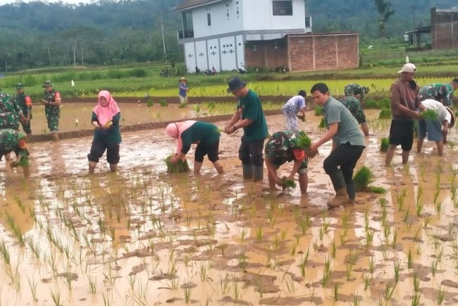 Sinergi TNI dan Petani Koramil 14 Madukara Dukung Ketahanan Pangan Nasional
