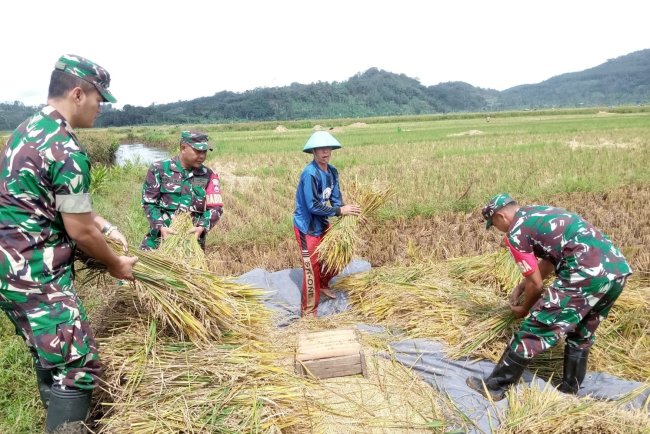 Pendampingan Petani Wujudkan Ketahanan Pangan Babinsa Bantu Panen Padi