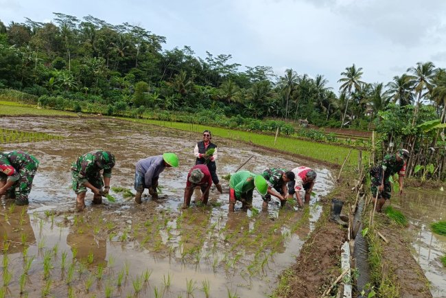 Babinsa Koramil Banjarnegara Bantu Petani Olah Sawah Terasering di Perbukitan