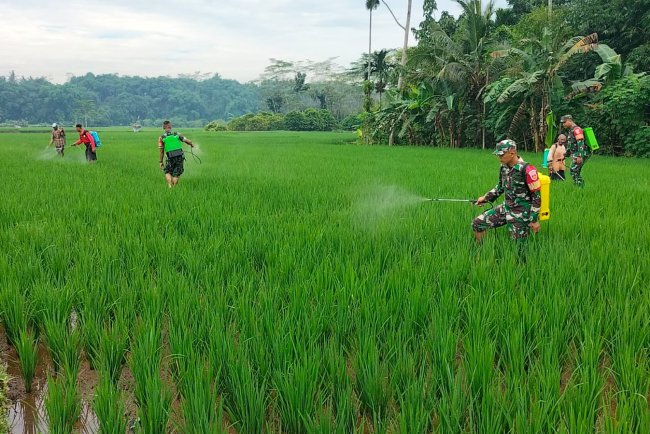 Babinsa Koramil Punggelan Bantu Petani Semprot Hama untuk Tingkatkan Produktivitas Padi