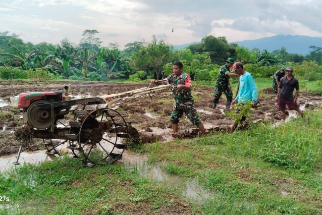 Babinsa Desa Kedawung Dampingi Petani Olah Lahan Demi Swasembada Pangan