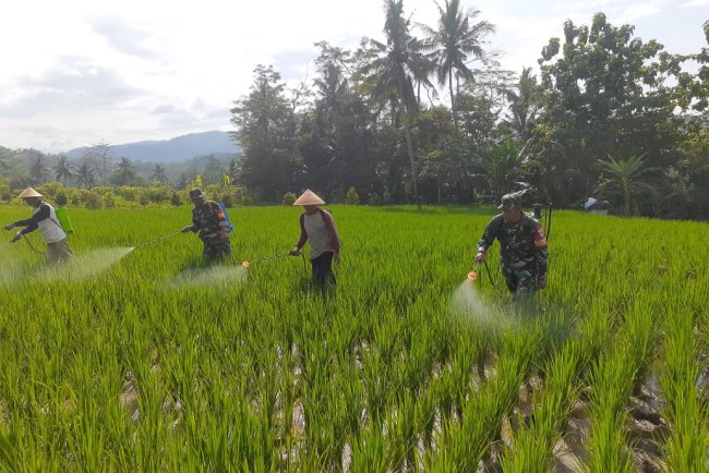 Cegah Hama Penggerek Batang Babinsa dan PPL Bantu Petani di Desa Masaran