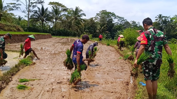 Danramil 17 Wanayasa Bantu Dhaut Bibit Padi