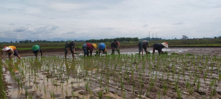 Babinsa Dampingi Petani di Desa Kebanaran untuk Sukseskan Swasembada Pangan