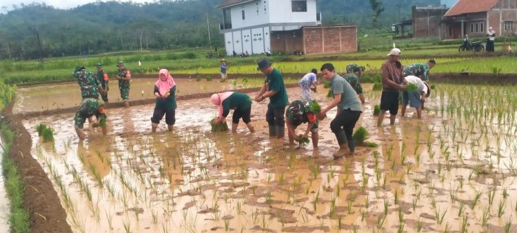 Sinergi TNI dan Petani Koramil 14 Madukara Dukung Ketahanan Pangan Nasional