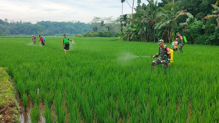 Babinsa Koramil Punggelan Bantu Petani Semprot Hama untuk Tingkatkan Produktivitas Padi