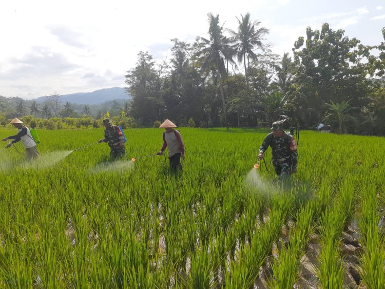Cegah Hama Penggerek Batang Babinsa dan PPL Bantu Petani di Desa Masaran