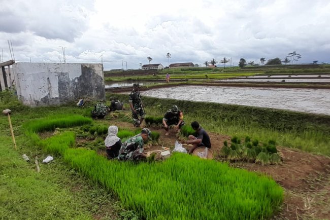 TNI Bersama Petani Gelar Tanam Padi Serentak di Musim Penghujan