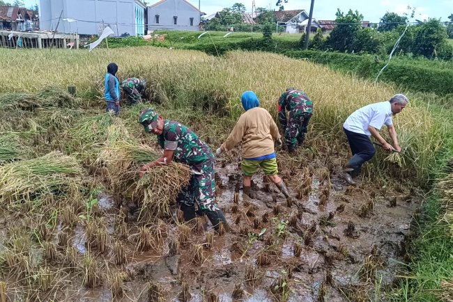 Danramil 17 Wanayasa Bersama Petani Panen Padi Dukung Ketahanan Pangan