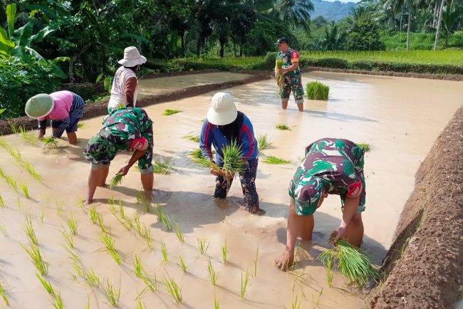 Babinsa gotong royong Tanam Padi Bersama Kelompok Tani Larasati