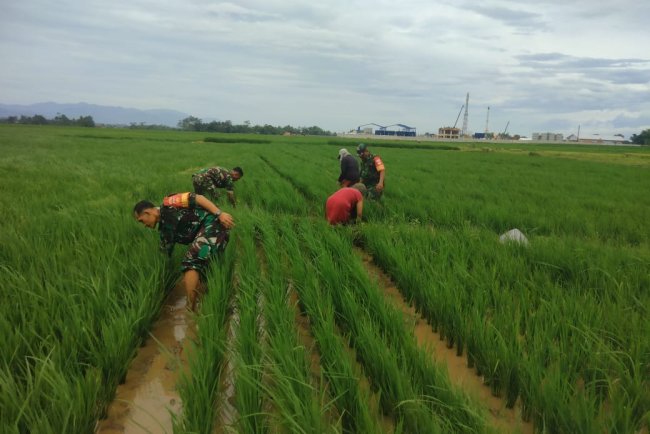 Dorong Swasembada Pangan Koramil 08 Purwanegara Dampingi Petani Lakukan Penyiangan Padi