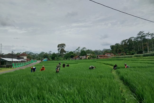 Danramil 12 Sigaluh Bersama Anggota Bantu Petani Memupuk Padi