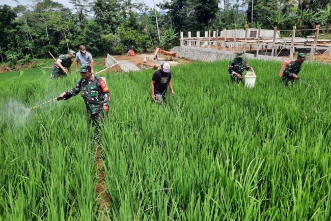 Koramil 03 Wanadadi dan Poktan Ngudi Rahayu 1 Gelar Gerdal Hama Penggerek Batang Padi