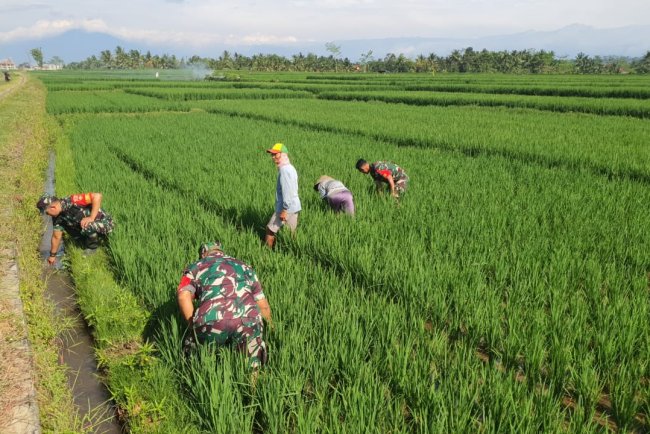 Koramil 08 Purwanegara Penyiangan Tanaman Padi