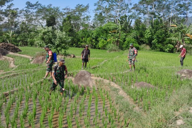 Upaya Perawatan, Babinsa Koramil 04/Karangkobar Bantu Petani Semprot Tanaman Padi