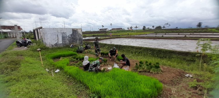 TNI Bersama Petani Gelar Tanam Padi Serentak di Musim Penghujan