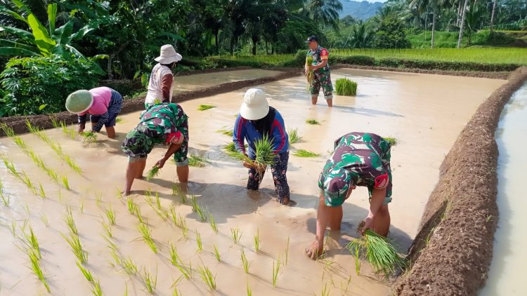 Babinsa gotong royong Tanam Padi Bersama Kelompok Tani Larasati