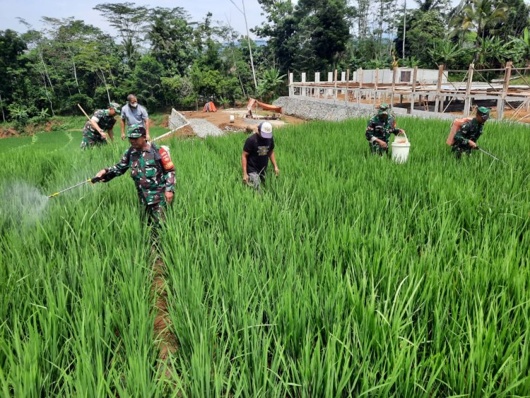 Koramil 03 Wanadadi dan Poktan Ngudi Rahayu 1 Gelar Gerdal Hama Penggerek Batang Padi