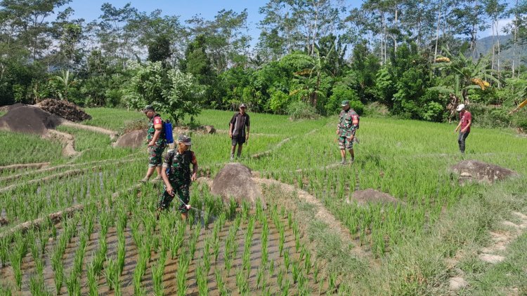 Upaya Perawatan, Babinsa Koramil 04/Karangkobar Bantu Petani Semprot Tanaman Padi