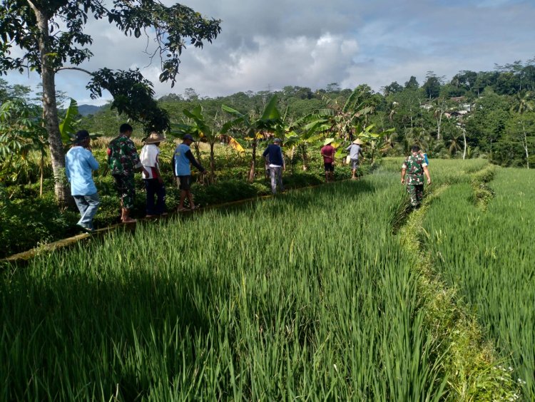 Koramil BPP Kecamatan Sigaluh Dan Poktan Bersatu melaksanakan Gerakan pengendalian Hama Padi