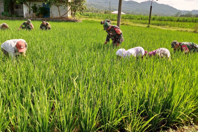 Babinsa Ikut Serta dalam Kegiatan Matun di Sawah