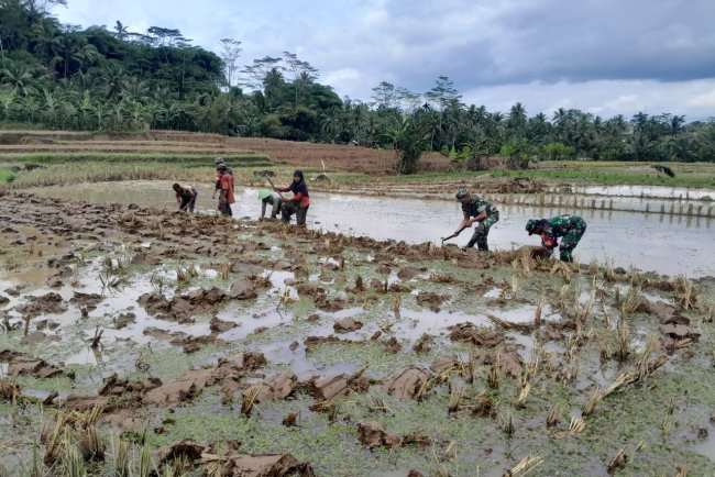Dukung Ketahanan Pangan Nasional Danramil dan Anggota Koramil 01 Banjarnegara Bantu Petani Membajak Sawah