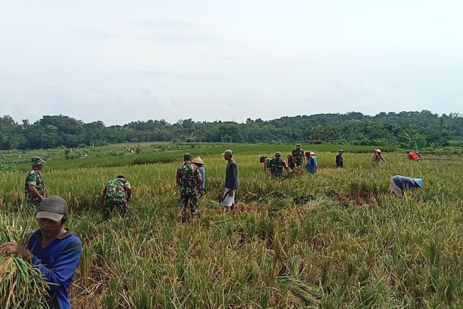 Koramil 09 Susukan Bantu Petani Panen Padi Bersama Poktan Tanjung Rejo di Desa Derik